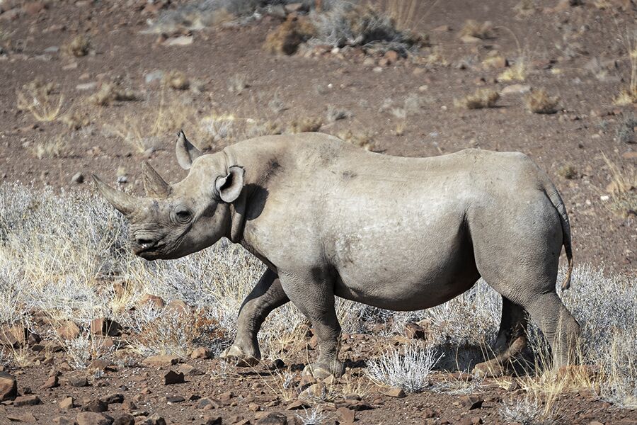 Wildlife viewing an Rhino while on a safari tour Namibia
