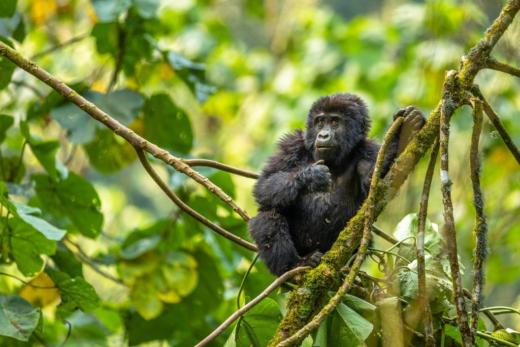 Gorilla relaxing for hikers that have gone gorilla trekking in Uganda