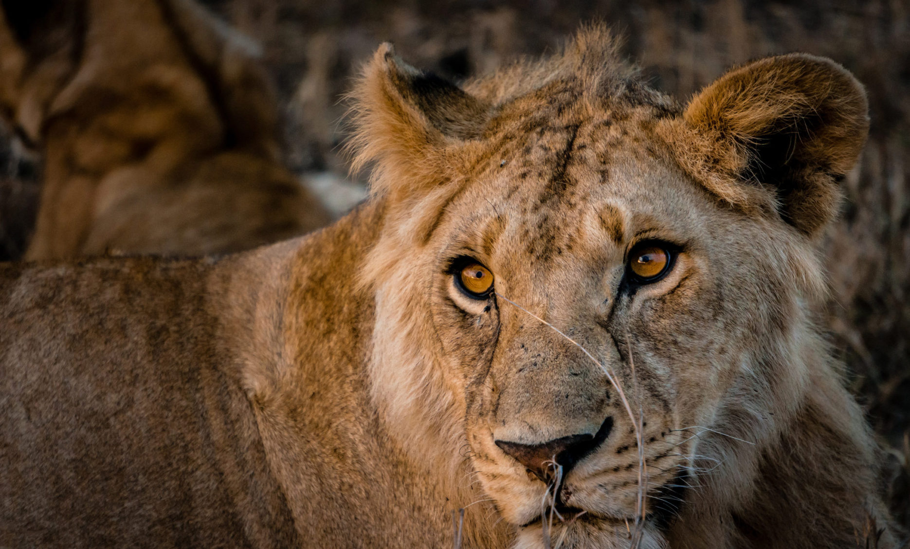 Sabi-sands lion viewing on luxury safari tour